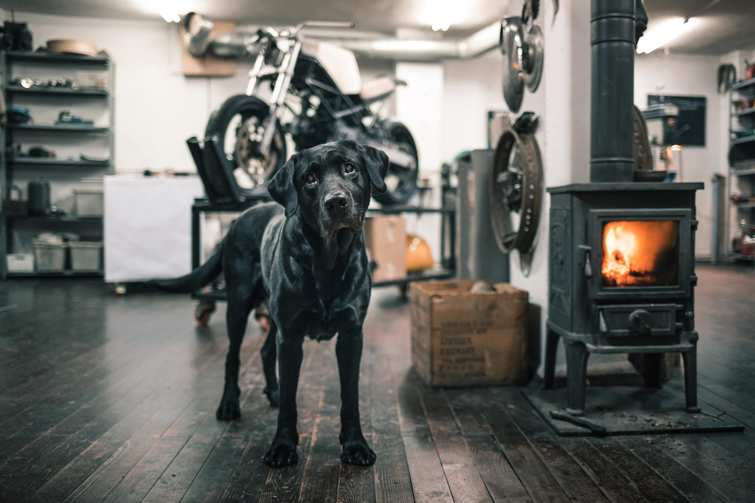 Bunker Custom cycles boris black Dog. Labrador